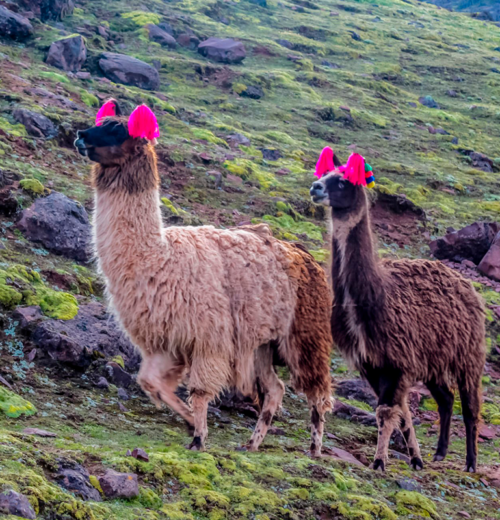 Cusco 6D/5N (City Tour + Valle Sagrado + Machupicchu + Cuatrimoto Laguna y Mirador de Piuray + Montaña de Colores)